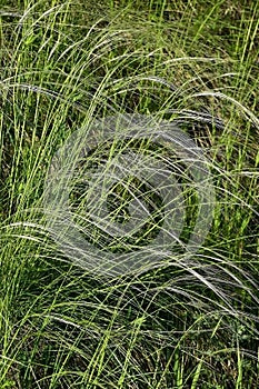 Flowering feather grass under the rays of the bright sun