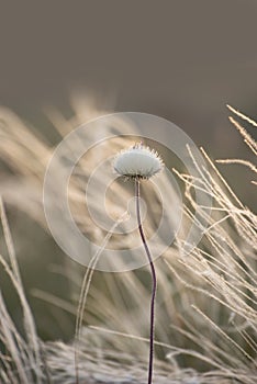 flowering feather grass and wild garlic.