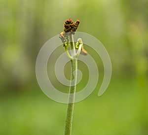 Flowering fern