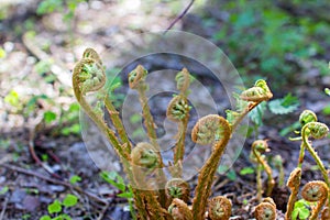 Flowering fern in the woods. Spring, plants grow