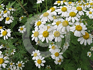 Flowering Feverfew, Tanacetum parthenium photo