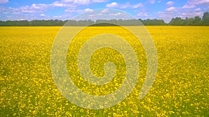 Flowering field