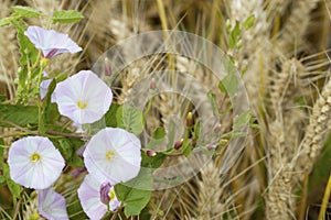 Flowering Field bindweed in field