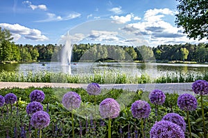 Flowering. Field with blooming flowers in front of Druskonis lake Druskininkai.