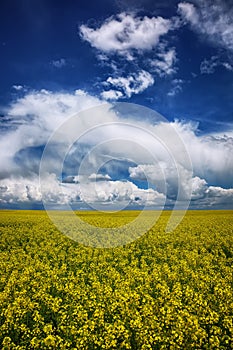 Flowering field of colza outdoors in spring