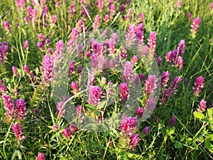 Flowering field cow-wheat. Melampyrum arvense . beautiful wildflowers at sunset in June