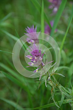 Flowering field cow-wheat Melampyrum arvense.Melampyrum in the family Orobanchaceae