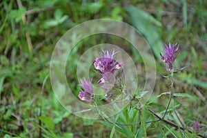 Flowering field cow-wheat Melampyrum arvense.Melampyrum in the family Orobanchaceae