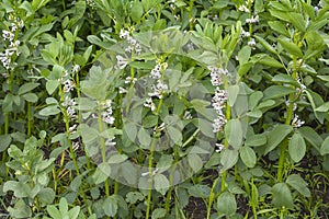 Flowering field of fodder beans, Vicia faba