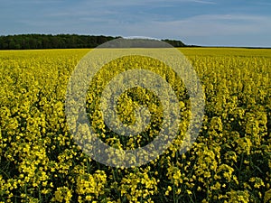 Flowering field of oil seed rape