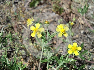 flowering field plant crow`s feet with shallow yellow flowers