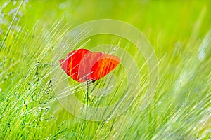 Flowering field poppy