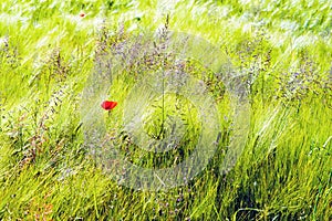 Flowering field poppy