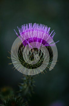 flowering field prickly plant thistle close up