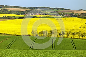Flowering field of rapeseed, canola or colza