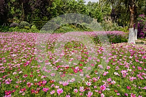 Flowering field at sunny summer noon