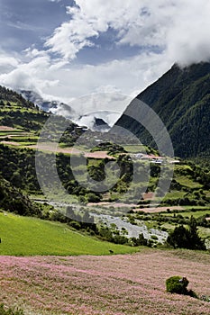 Flowering fields of Nepal