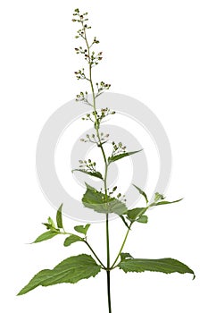 Flowering figwort