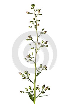 Flowering figwort photo