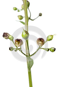 Flowering figwort photo