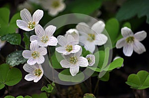 Flowering of the first spring flowers Oxalis acetosella