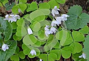 Flowering of the first spring flowers Oxalis acetosella