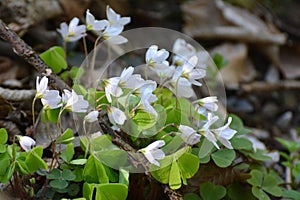 Flowering of the first spring flowers Oxalis acetosella