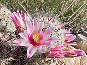 Flowering Fishhook Pincushion cactus in the wild