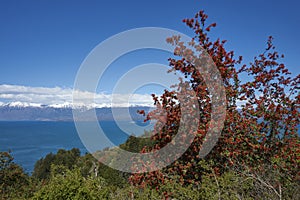 Flowering flame bushes along the Carretera Austral