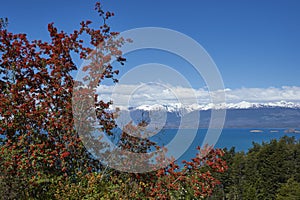 Flowering flame bushes along the Carretera Austral