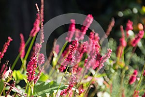 Flowering flames of the knotweed Persicaria amplexicaulis firetail in the morning light photo