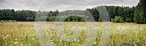 flowering forb meadow