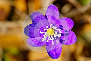 Flowering in the forest purpule Hepatica. Hepatica nobilis or Anemone hepatica protected species medicinal plant