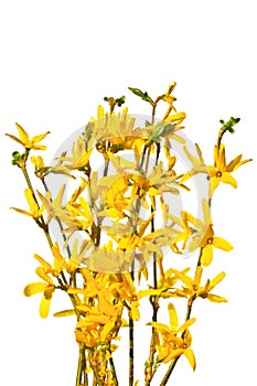 Flowering forsythia twigs on a white background