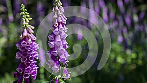 flowering foxglove in the taunus forest, germany