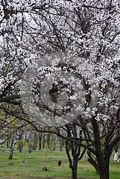 Beautiful blooming apricot trees in early spring