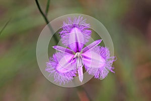 Flowering Fringe Lily close-up ultraviolet color