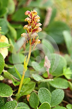 The flowering frog orchid, or Coeloglossum viride