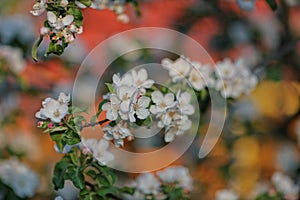 Flowering of fruit bushes