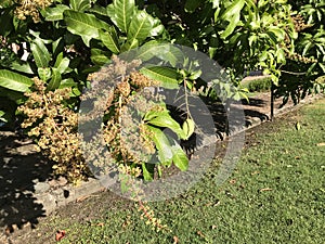 Flowering and fruit of Mango tree in Thailand.