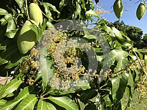 Flowering and fruit of Mango tree in Thailand.