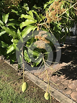 Flowering and fruit of Mango tree in Thailand.