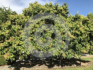 Flowering and fruit of Mango tree in Thailand.