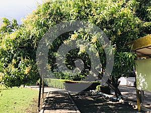 Flowering and fruit of Mango tree in Thailand.