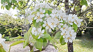 Flowering fruit pear tree in spring garden