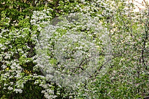 Flowering fruit tree