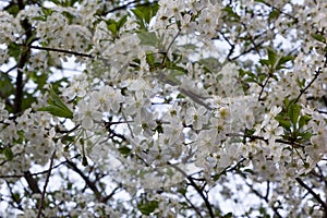 Flowering fruit tree