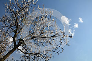 Flowering fruit tree against the blue sky and small clouds