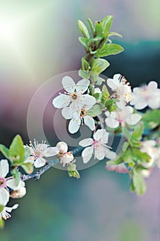 Flowering fruit tree - blooming