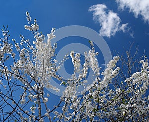 Flowering fruit tree branches